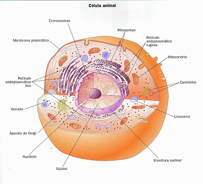 Celula animal