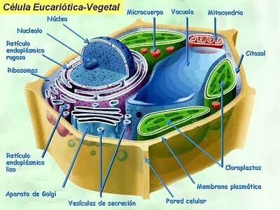 Celula vegetal