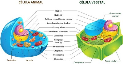 Celula animal - vegetal