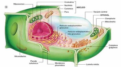 Célula Vegetal