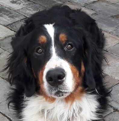 Berner Sennenhund Cora