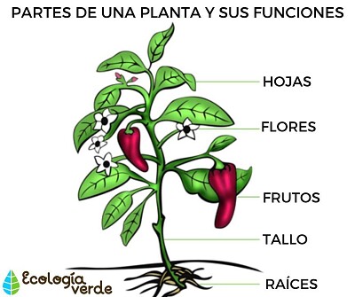 Partes de las plantas