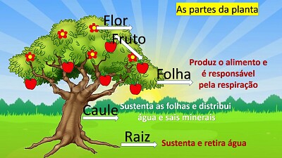 PARTES DA PLANTA