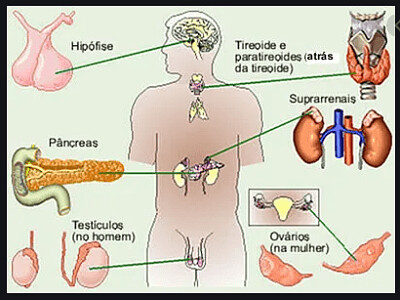 SISTEMA ENDOCRINO