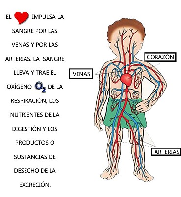 Encontraras Las partes del sistema circulatorio