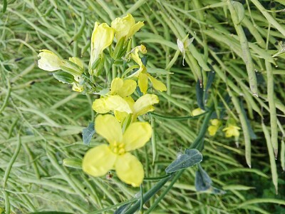 FLOWERS