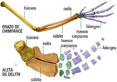 Órganos homólogos y análogos