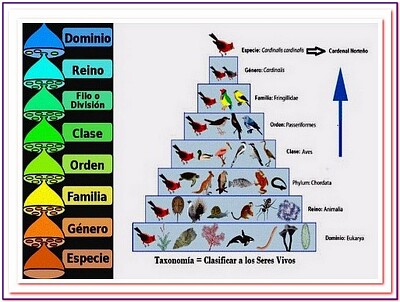 Taxonomía