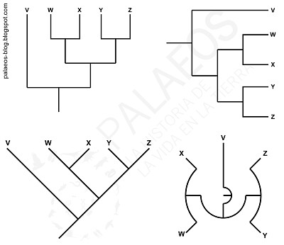 cladogramas