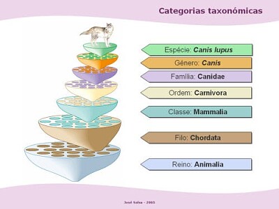 taxonomicas