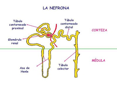 circulación renal