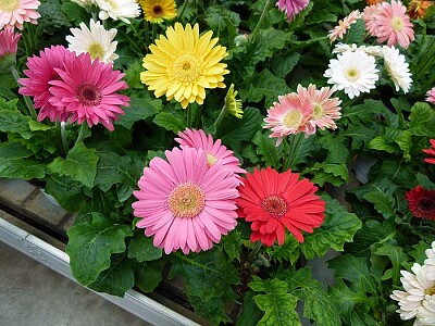 Gerberas de colores