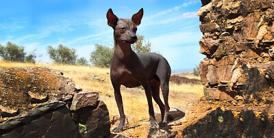 PERRO PERUANO