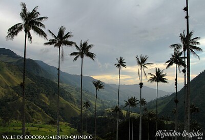 Palma de Cera del Quindio