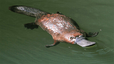 ¿Cuál es el nombre de este animal?