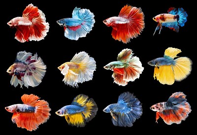 colorful betta fish