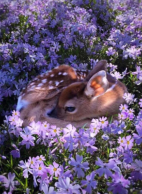 Fawn among flowers