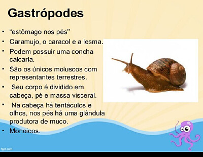 gastropodes