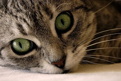 lindo gato con ojos verdes