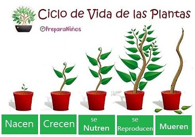 ciclo de vida plantas