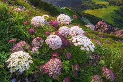 風景(下)