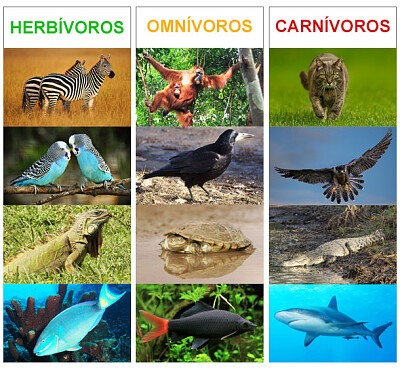 animales herbivoros carnivoros y omnivoross