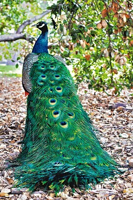 Peacock under tree