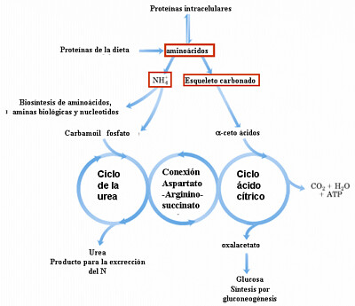 Metabolismo