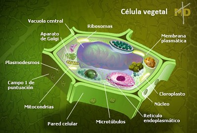 Célula vegetal