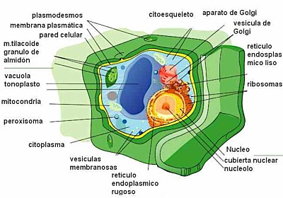 células