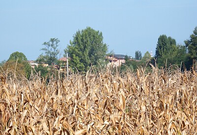 al di sopra del grano