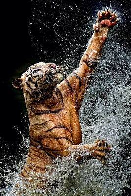 Tiger in water