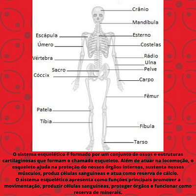 Sistema esquelético