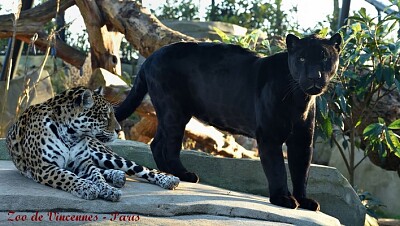 Zoo de Vincennes - Paris