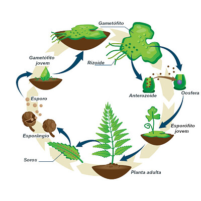 Ciclo reprodutivo - Piteridófitas