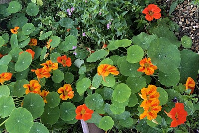 Nasturtiums 2