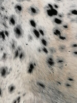 Appaloosa coat pattern