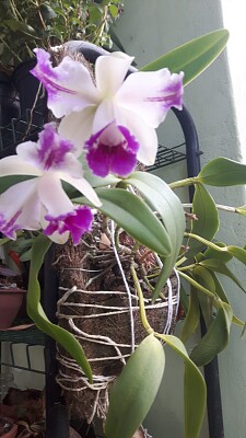 פאזל של Orquídea