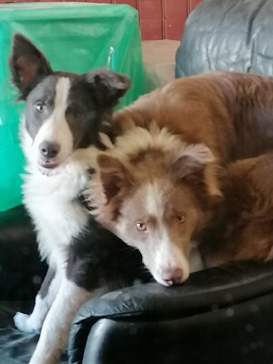 Border Collies