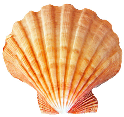 Seashell