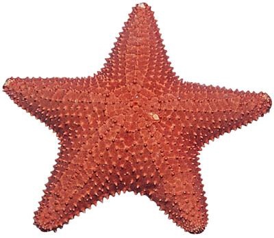 Starfish