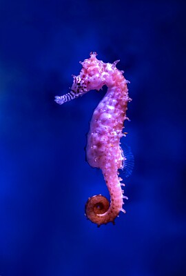 Seahorse