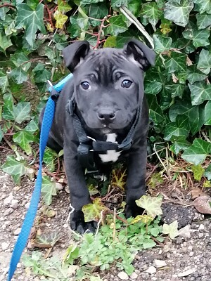 Staffy puppy