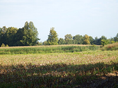 campi di grano