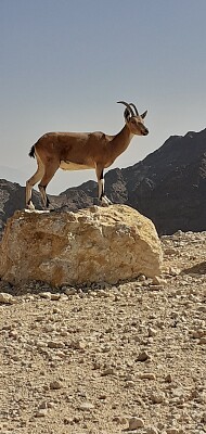 ibex a