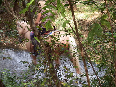 cavallo nell 'acqua