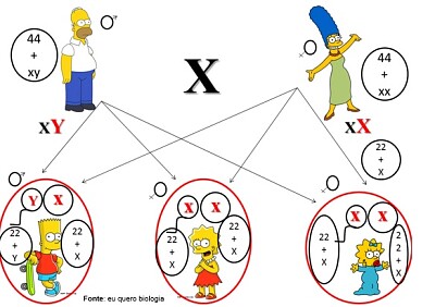 Os Simpson e os cromossomos sexuais jigsaw puzzle