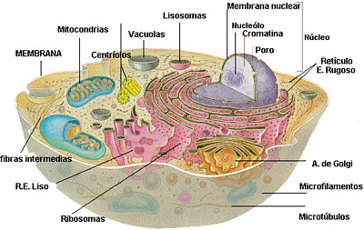 Organelas celulares