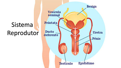 SISTEMA REPRODUTOR MASCULINO