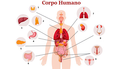 CORPO HUMANO